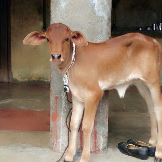 Profile Picture of Anil Malik (@anilmalik004) on Tiktok