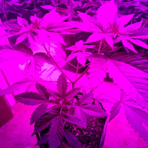 Profile Picture of D Savage (@dsavweafamily) on Poshmark