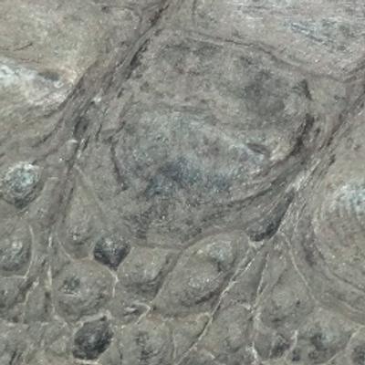 Profile Picture of Rosalind Allen (@labrat) on Twitter