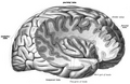 Profile Picture of Insular cortexon Wikipedia