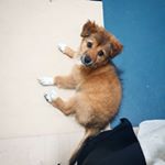 Profile Picture of 투어리스트, 투리🐶 (@touri_busan) on Instagram