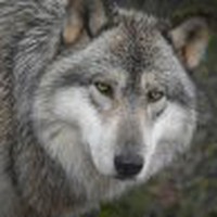 Profile Picture of Caleb Peters (@caleb-peters-48) on Quora