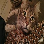 Profile Picture of James Williams (@inozemtsevsezzinovy) on Instagram