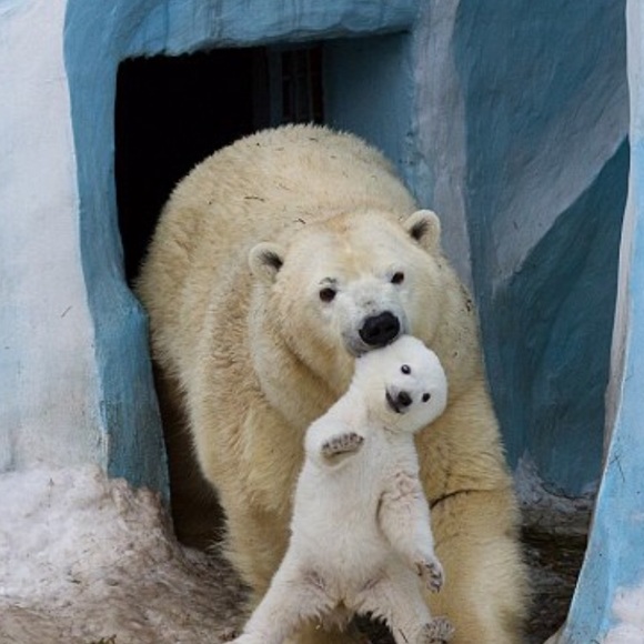 Profile Picture of Sarah Wozniak (@sarahblueberry) on Poshmark