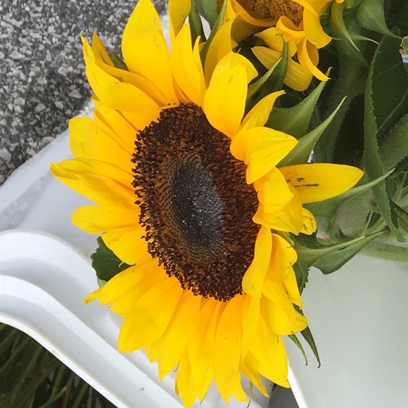 Eliza Ricken - Poshmark Profile Picture of Eliza Ricken (@buffkelly) on Poshmark