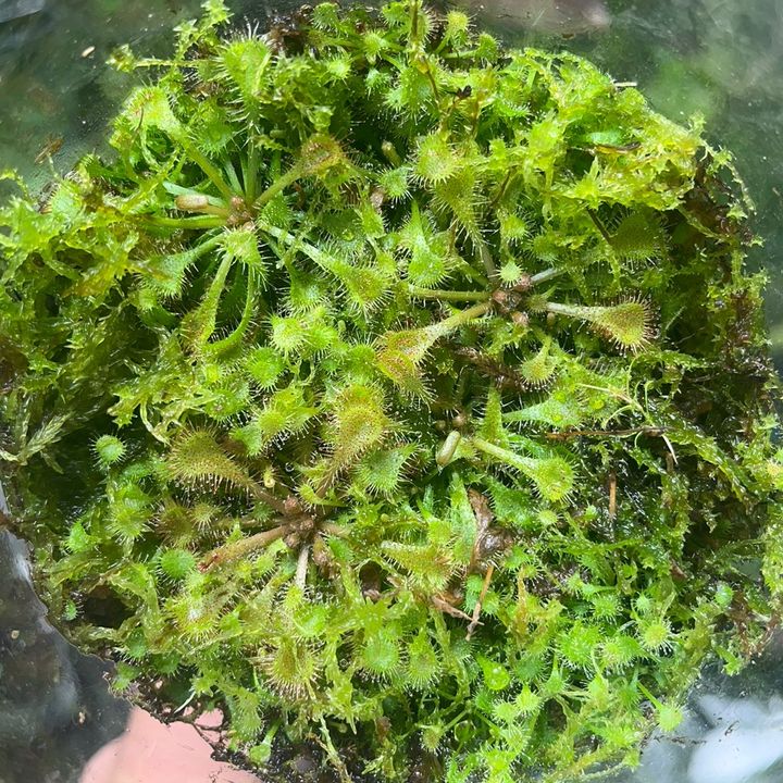 Profile Picture of Dylan Chau (@plauntboi) on Tiktok