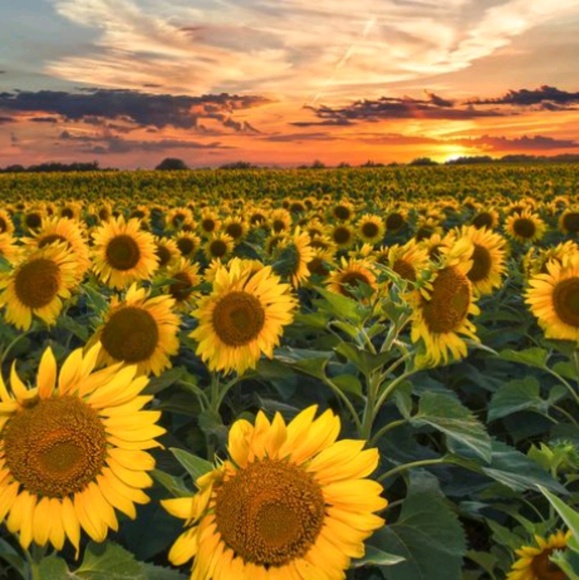 Profile Picture of Taylor Gunnoe (@taylorrg09) on Poshmark