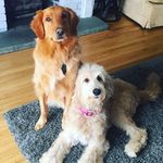 Profile Picture of Goldens Copper and Ruby💛 (@adventuresofcopperandruby) on Instagram