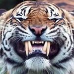 Profile Picture of Alexander Walcher (@1971condor) on Instagram