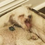 Profile Picture of lisa corrigan (@marshmellow_yogurt) on Instagram