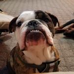 Profile Picture of Henry Overschmidt (@henry.the.english.napper) on Instagram