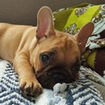 Profile Picture of VP Marcel Maynard Mordecai III (@marcel_the_shell) on Instagram