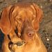 Profile Picture of Anikó Csiger (@anikocsiger) on Pinterest