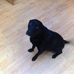 Profile Picture of Sue Benford (@pathwaystohealingsuebenford) on Instagram