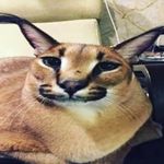 Profile Picture of David Svatenko (@david_svatenko) on Instagram