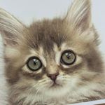 Profile Picture of るなこ (@lunacogram) on Instagram