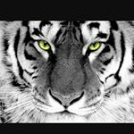 Profile Picture of leonardo zaganelli (@leonardozaganelli) on Instagram