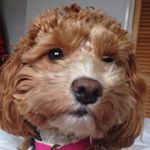 Profile Picture of Howard Carter (@howardcarter1) on Instagram