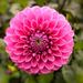 Profile Picture of Tracy Adanich (@tracyadanich) on Pinterest