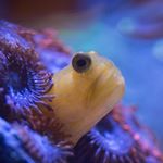 Profile Picture of Armond Scipione (@armondscipione) on Instagram