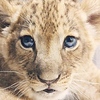 Profile Picture of LION - H (@LION - H) on Flickr