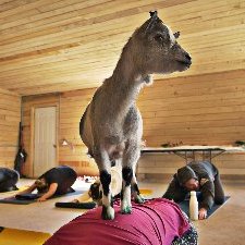 Profile Picture of Levesque Diane (@LevesqueDiane3) on Twitter