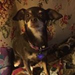 Profile Picture of Deborah Posthumus (@lildebbie31) on Instagram