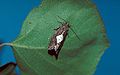 Profile Picture of Epinotiaon Wikipedia