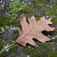 Profile Picture of Izzy Dawn  (@izzy-dawn-3) on Quora