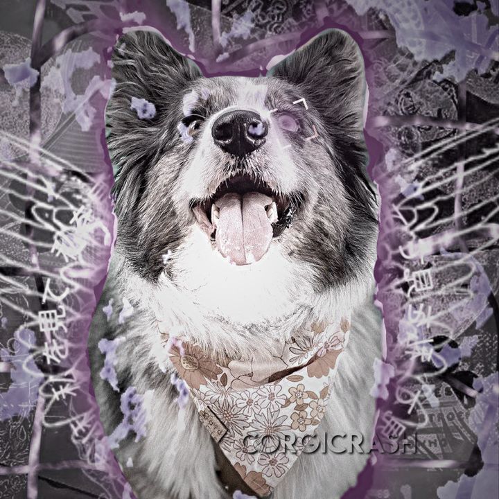 Profile Picture of corgicrash (@corgicrash) on Tiktok