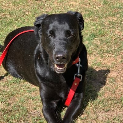 Mountain Chieftan Mike Kilo - Twitter Profile Picture of Mountain Chieftan Mike Kilo (@Mike___Kilo) on Twitter