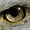 Profile Picture of rahul verma (@rahul_verma552) on Flickr