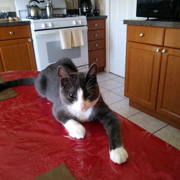 Profile Picture of Janet Pisano (@jmp312) on Poshmark