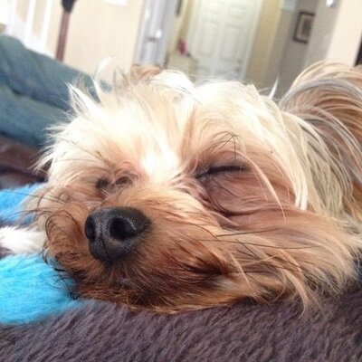 Profile Picture of Melissa Phillips (@Melissa_Raynard) on Twitter