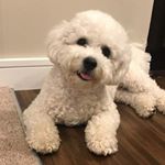 Profile Picture of Patrick Baer (@teddy_baer_bichon) on Instagram