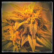 Profile Picture of Paul “Temple” Migliaccio (@PaulieNuggs) on Youtube