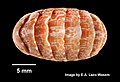 Profile Picture of Tonicella marmoreaon Wikipedia