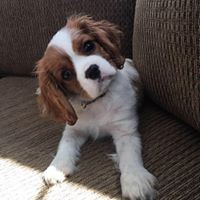 Profile Picture of Jennifer Crabtree Chasse (@jennifer-crabtree-chasse) on Quora