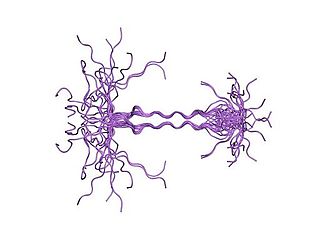 Syndecan - Wikipedia - Wikipedia Profile Picture of Syndecan - Wikipediaon Wikipedia