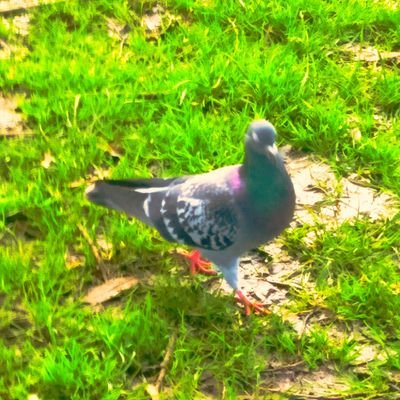 Profile Picture of Jay W.R Orton (@TheCommieRoost) on Twitter