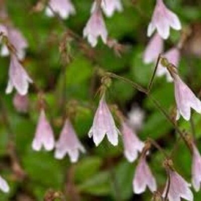 Profile Picture of Meri Linnea Jones (@oraclesgirl27) on Twitter