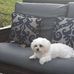 Profile Picture of Minnie Fae Gibson (@Minnie-Fae-Gibson) on Facebook
