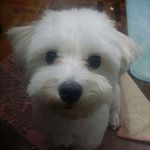 Profile Picture of Meng-Jun Lee (@mengjunlee) on Instagram