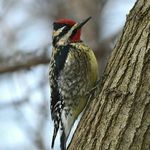 Profile Picture of Brenda Lindsey (@linbre6179) on Instagram