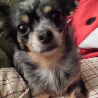 Profile Picture of Shannon Wade (@wadeshannon) on Instagram