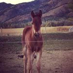 Profile Picture of Randy Johannsen (@randy.johannsen) on Instagram