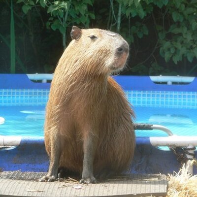Profile Picture of Dobby The Capybara (@hippopotatomus) on Twitter