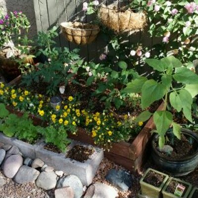 Profile Picture of Aaron Gurney (@PhxUrbFarmCo) on Twitter