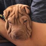 Profile Picture of Bruce (@sharpei_bruce) on Instagram