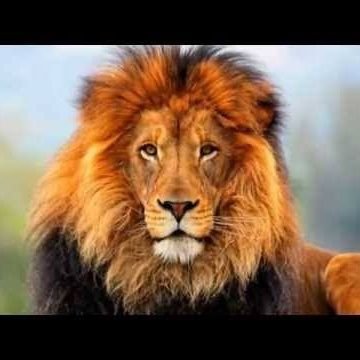 Pequeno Davi - Twitter Profile Picture of Pequeno Davi (@ClevertonTony) on Twitter